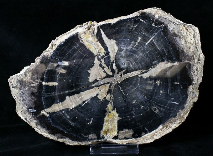 Petrified Wood Slice - Eden Valley, Wyoming #19343